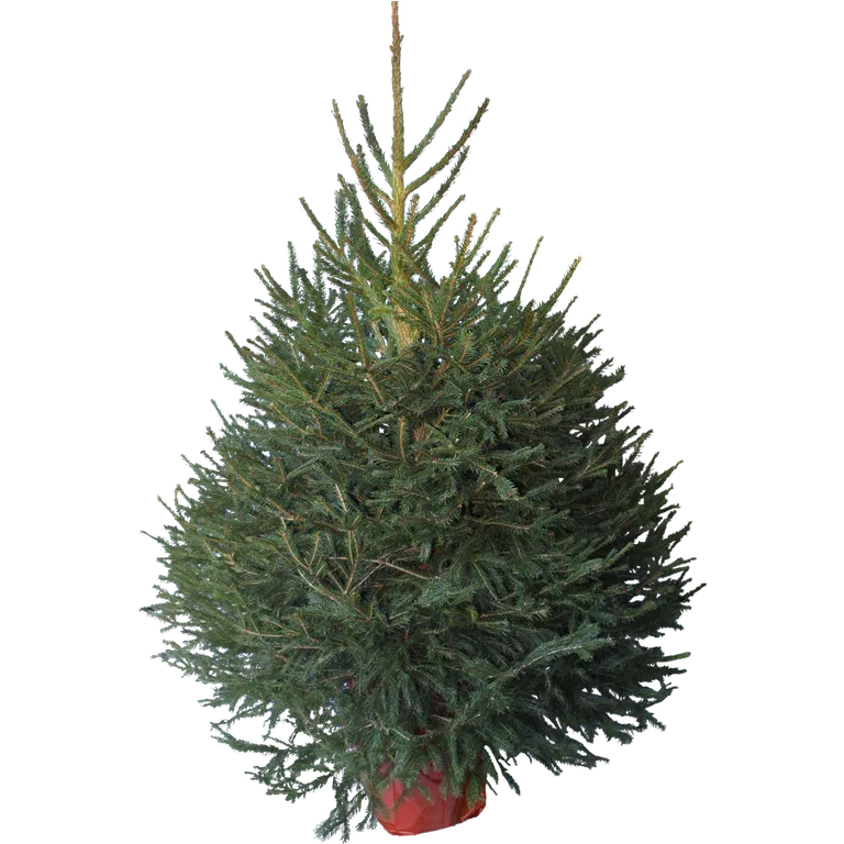 Picea abies 130 cm 27 cm