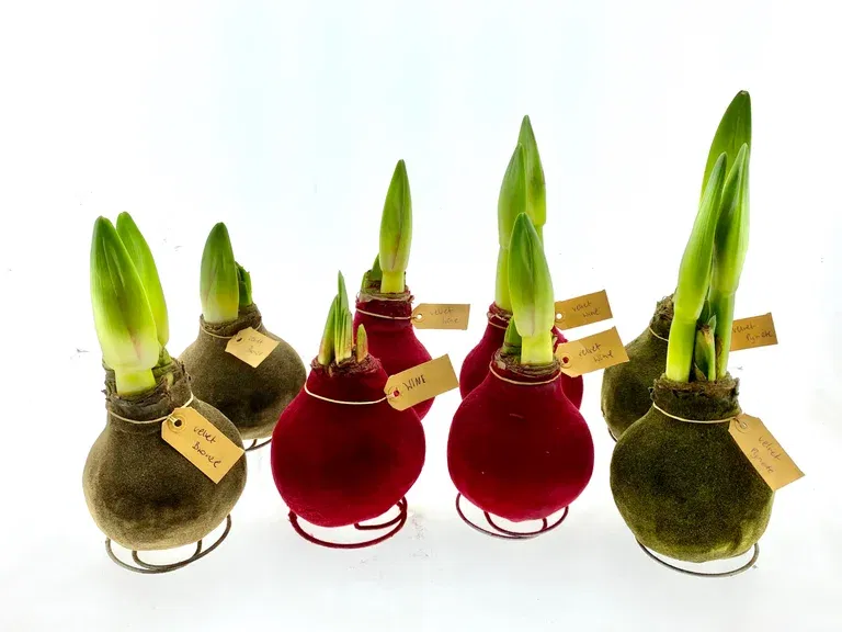 Hippeastrum Wax Velvet