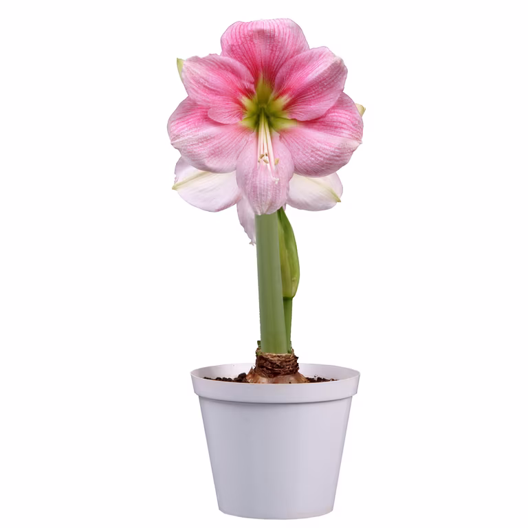 Hippeastrum 32+ 'Blushing Bride' 14 cm