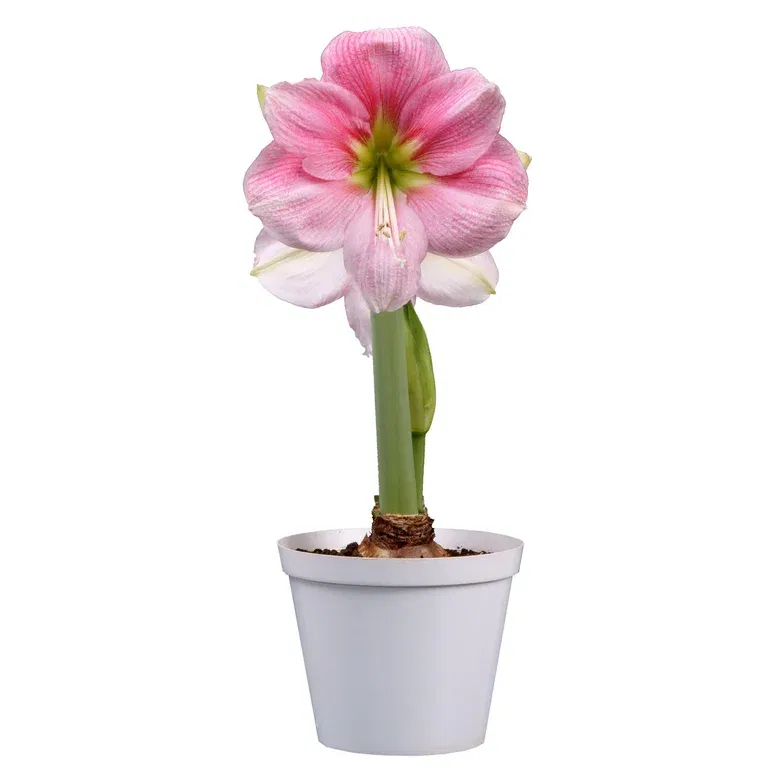 Hippeastrum 32+ 'Blushing Bride' 14 cm