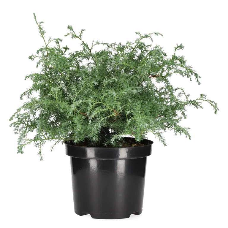 Chamaecyparis 'Squarrosa' 19 cm