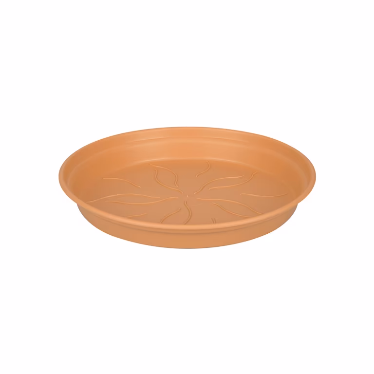 Saucer Green basics