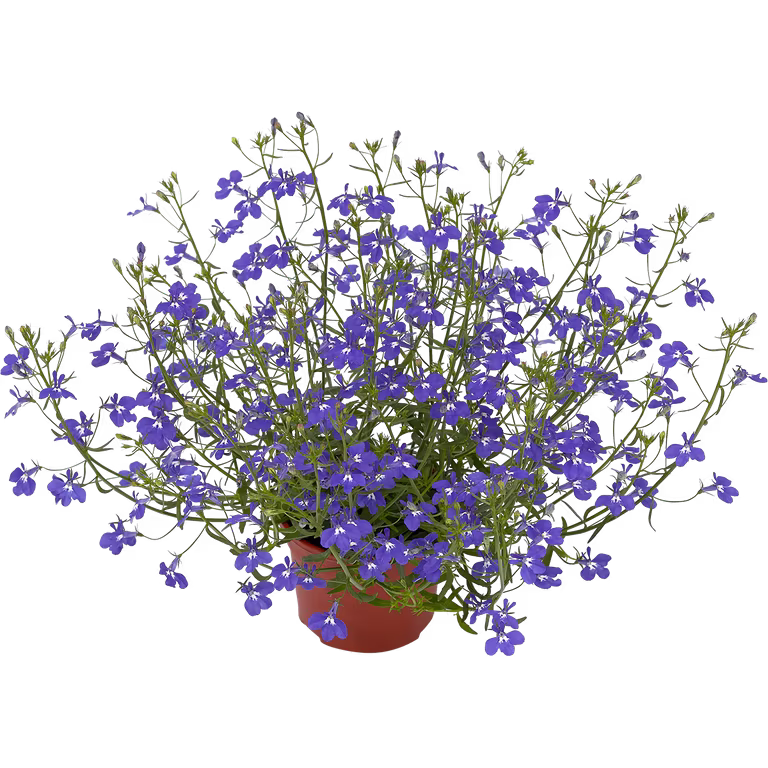 Lobelia h. Dark Blue 12 cm