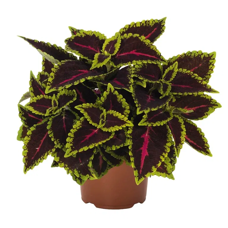 Coleus 'Alligator Alley'