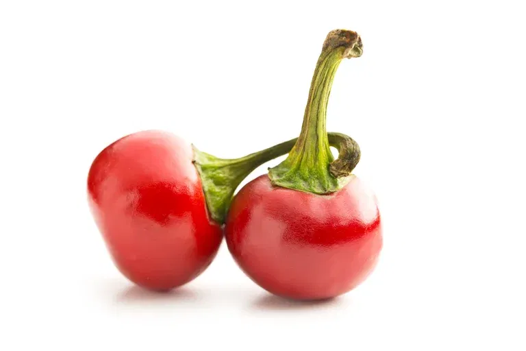 All N. Capsicum Chili 'Hungarian Round' 10,5 cm