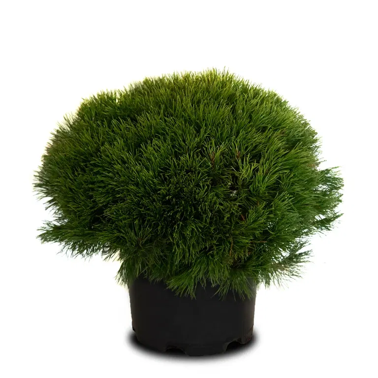 Pinus mugo 'Living Stone' 35cm