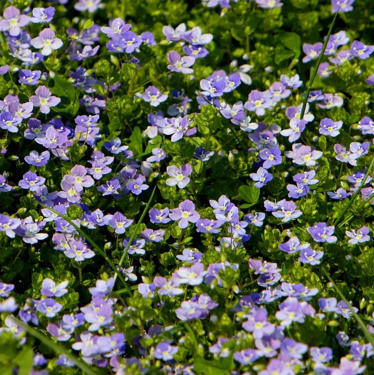 Veronica repens 17cm