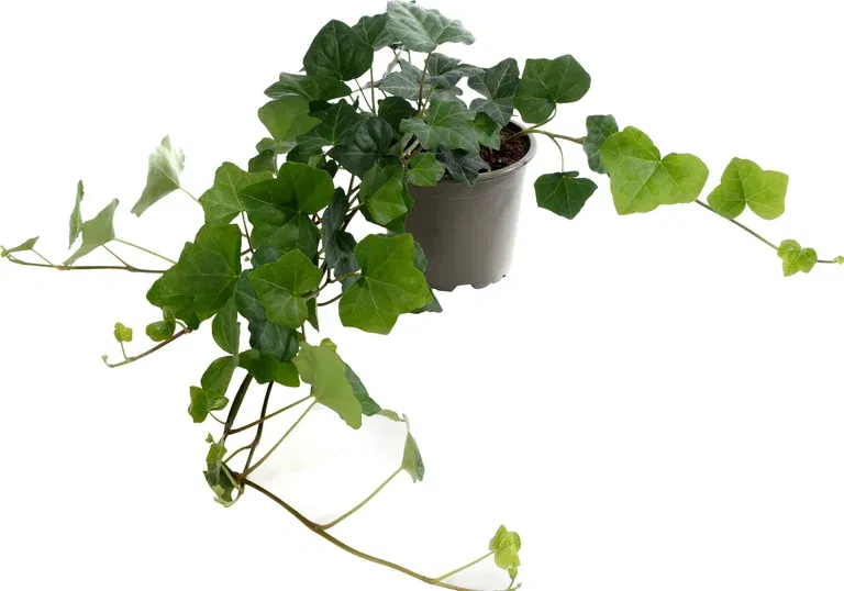 Hedera hibernica 'Hestor' 12 cm