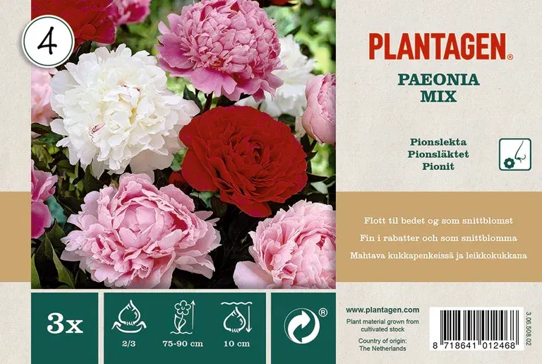 Paeonia Mix