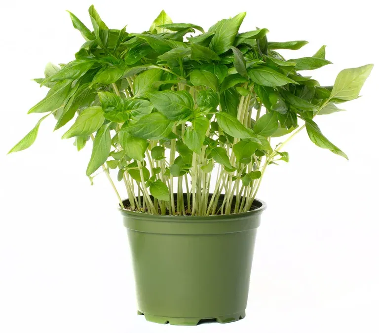 All N. Ocimum basilicum 'Thai' 12 cm