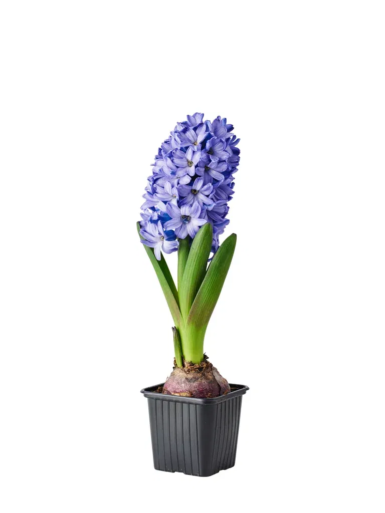 Hyacinthus 17+ Blue 7 cm