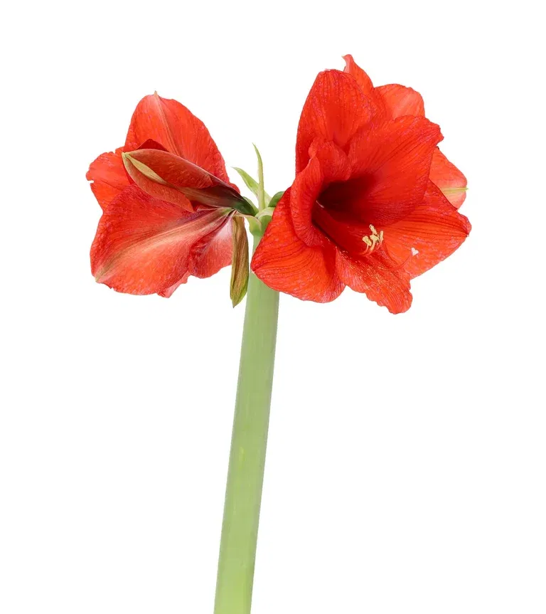 Hippeastrum 30+ Rondella Red 14 cm