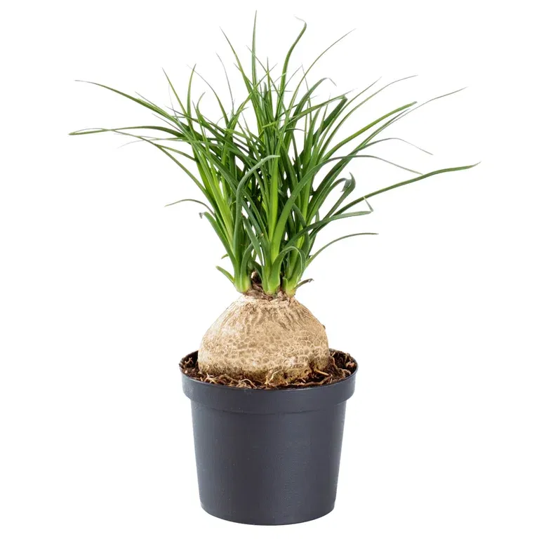 Beaucarnea recurvata 'Nolina'