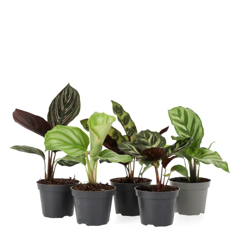 Calathea mix 6 cm