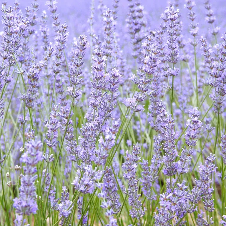 Lavandula ang. 'Felice Light Blue' 15cm