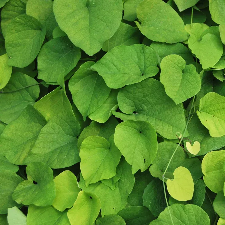 Aristolochia macrophylla 15cm