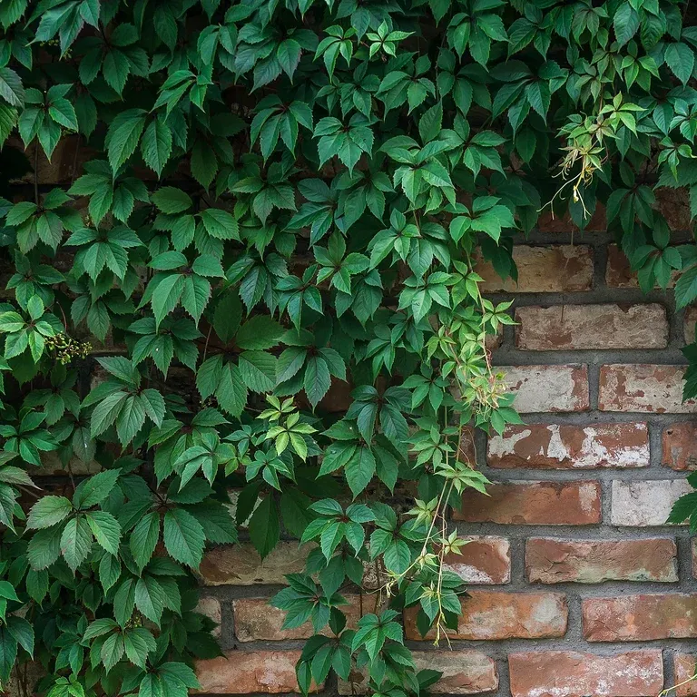 Parthenocissus quinquefolia var. engelmannii 15cm