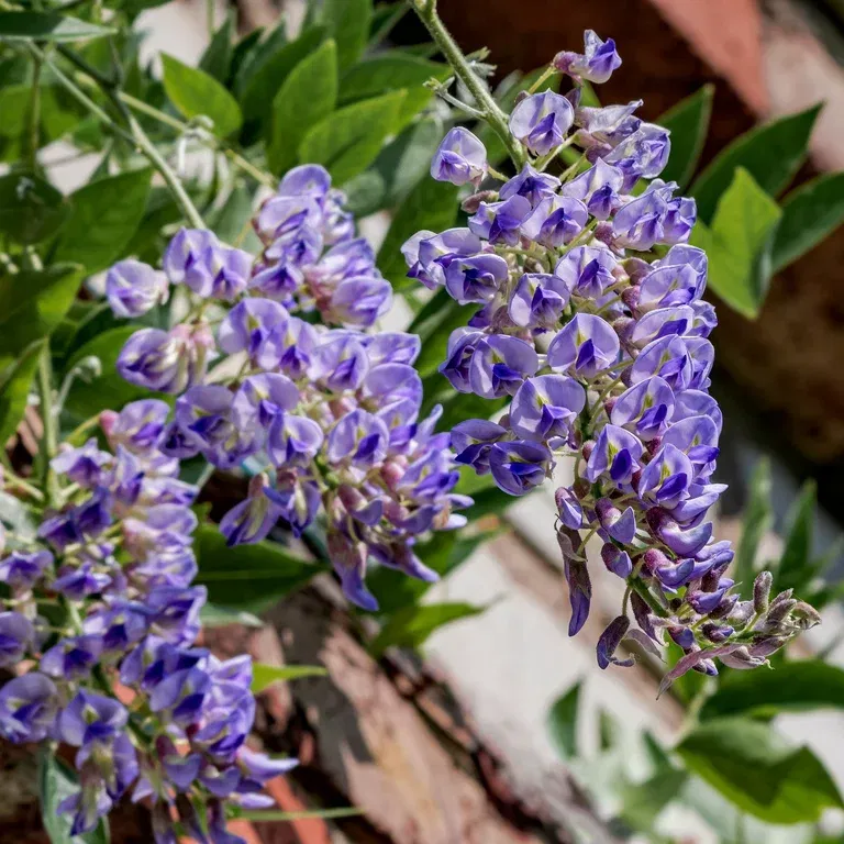Wisteria 'Blue Moon' 15cm