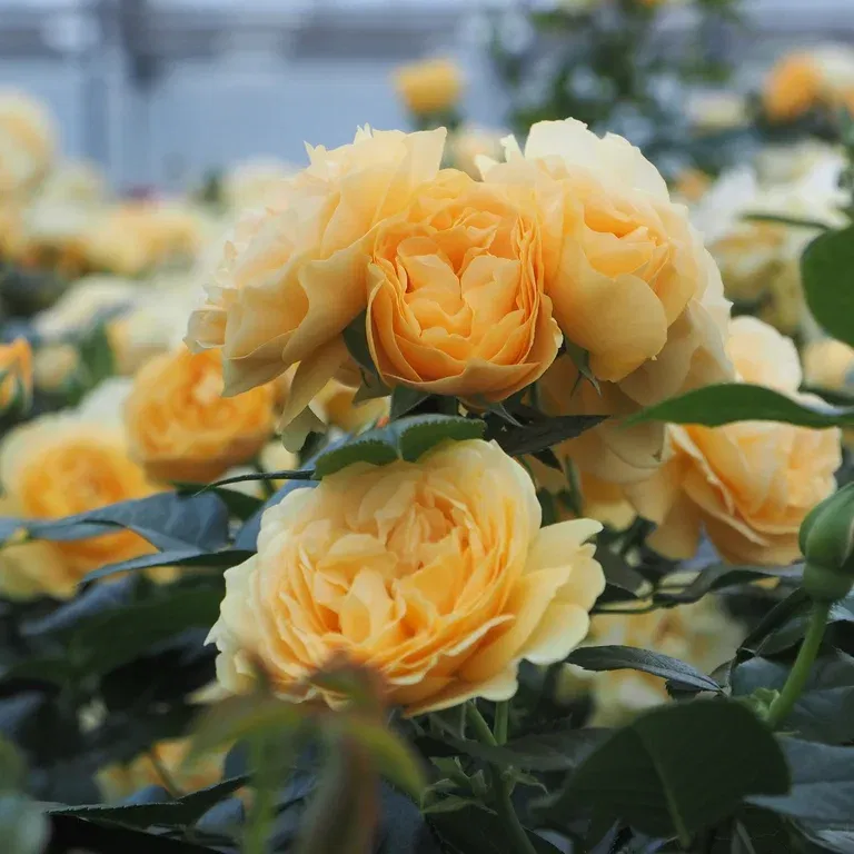 Rosa Terrace yellow/orange 4L