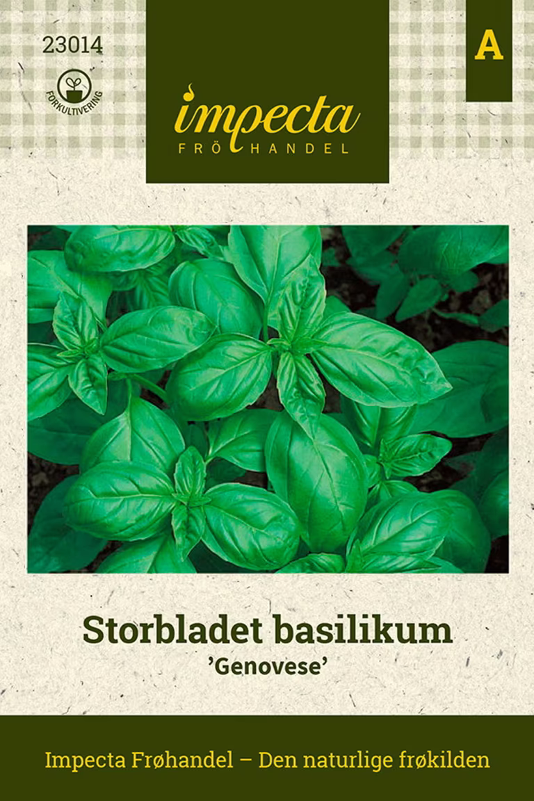 Ocimum basilicum 'Genovese'