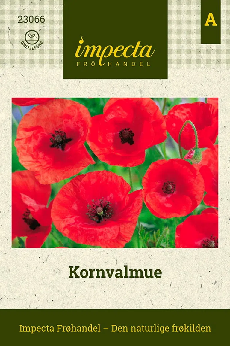 Papaver rhoeas