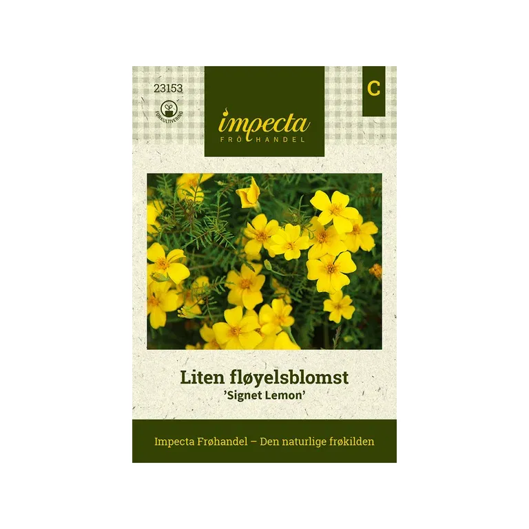 Tagetes tenuifolia 'Signet Lemon'