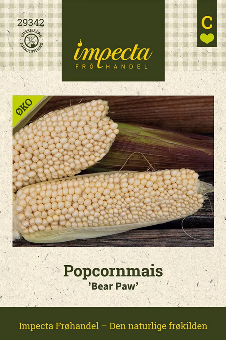 Zea mays 'Bear Paw'