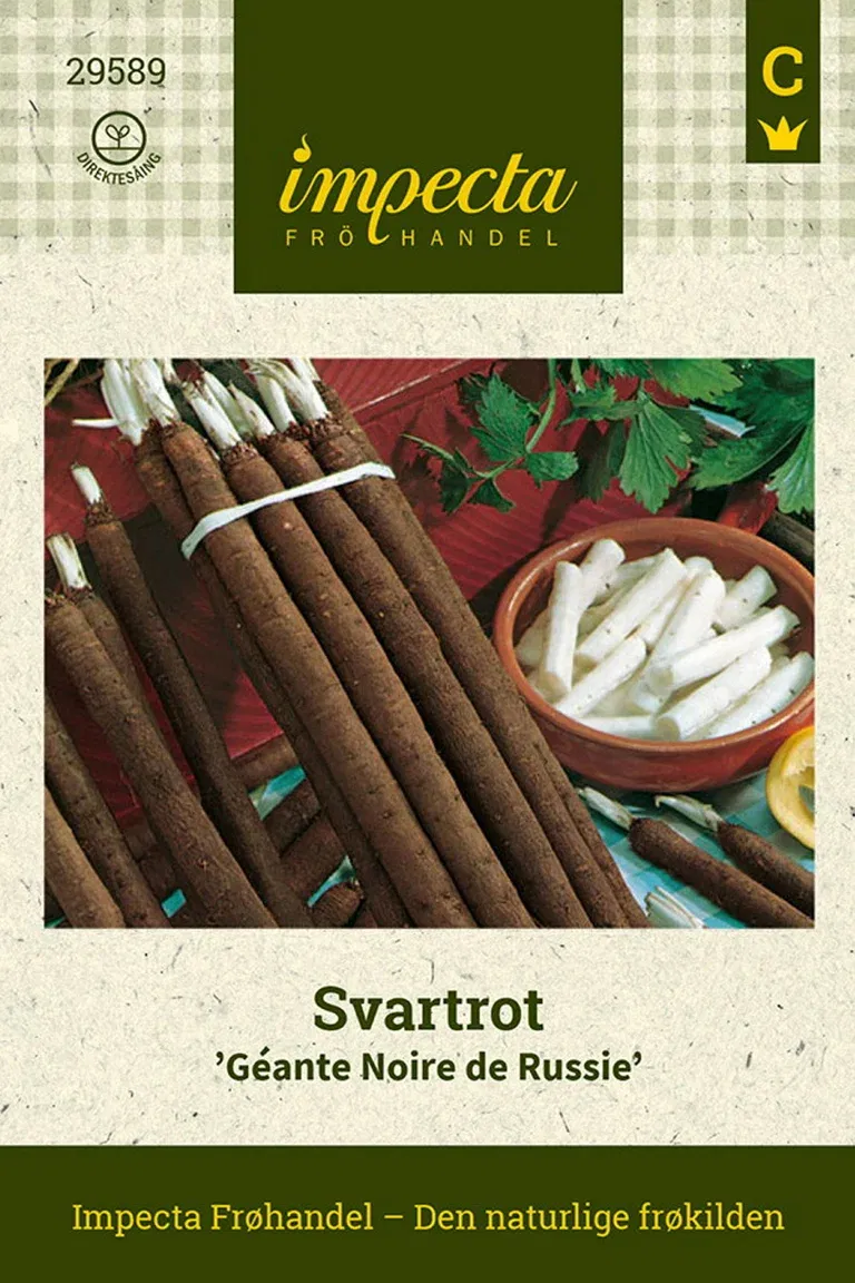 Scorzonera hispanica 'Géante Noire de Russie'