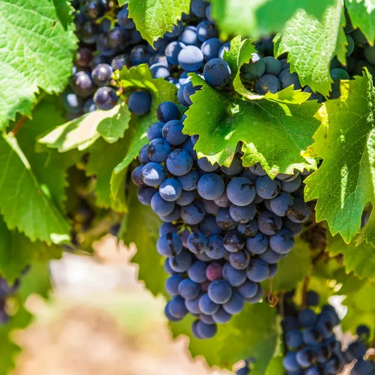 Vitis labrusca 'Nero' 21cm