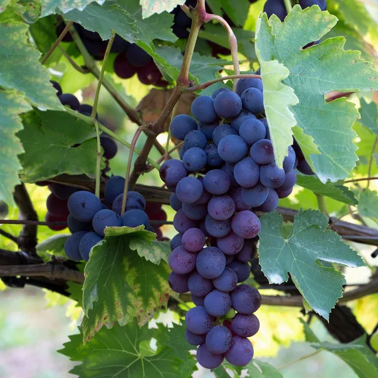 Vitis labrusca 'Regent' 21cm