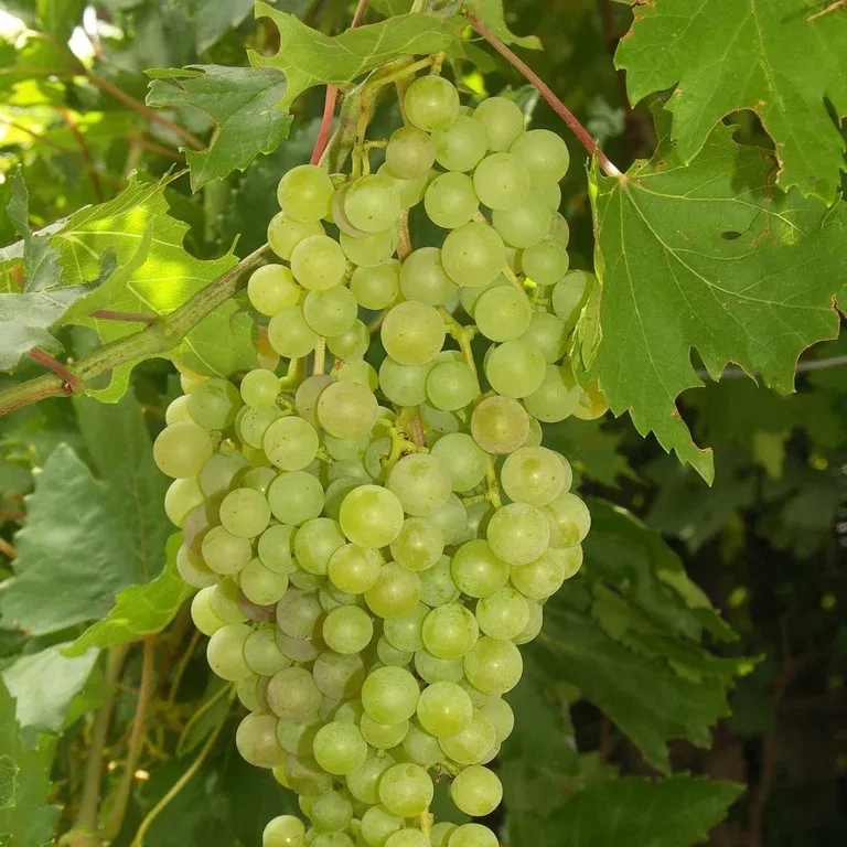 Vitis labrusca 'Solaris' 21cm