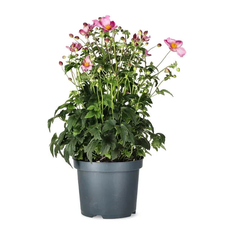 Anemone Fantasy Jasmine 19cm