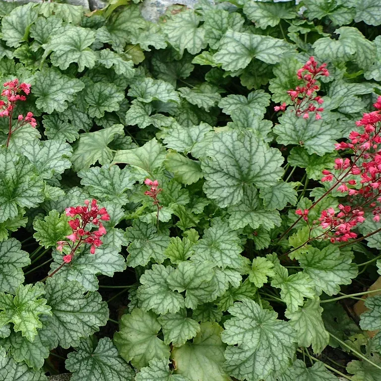 Heuchera Indian Summer 'Berry Timeless' 19cm