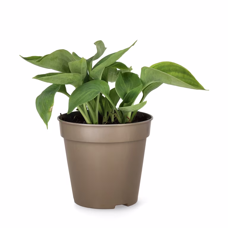 Hosta 'Abiqua Drinking Gourd' 13cm