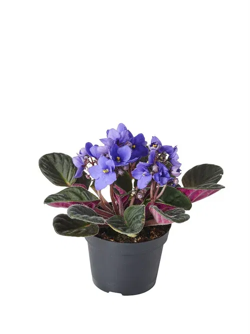 Saintpaulia ionantha Blue 10,5 cm