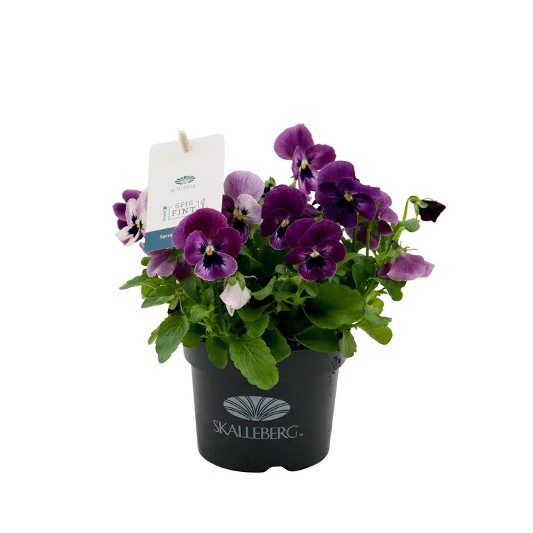 Viola small fl. edible ECO 10,5 cm