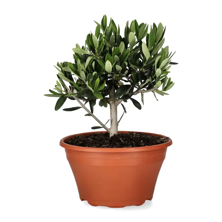 Olea europaea bowl 21 cm