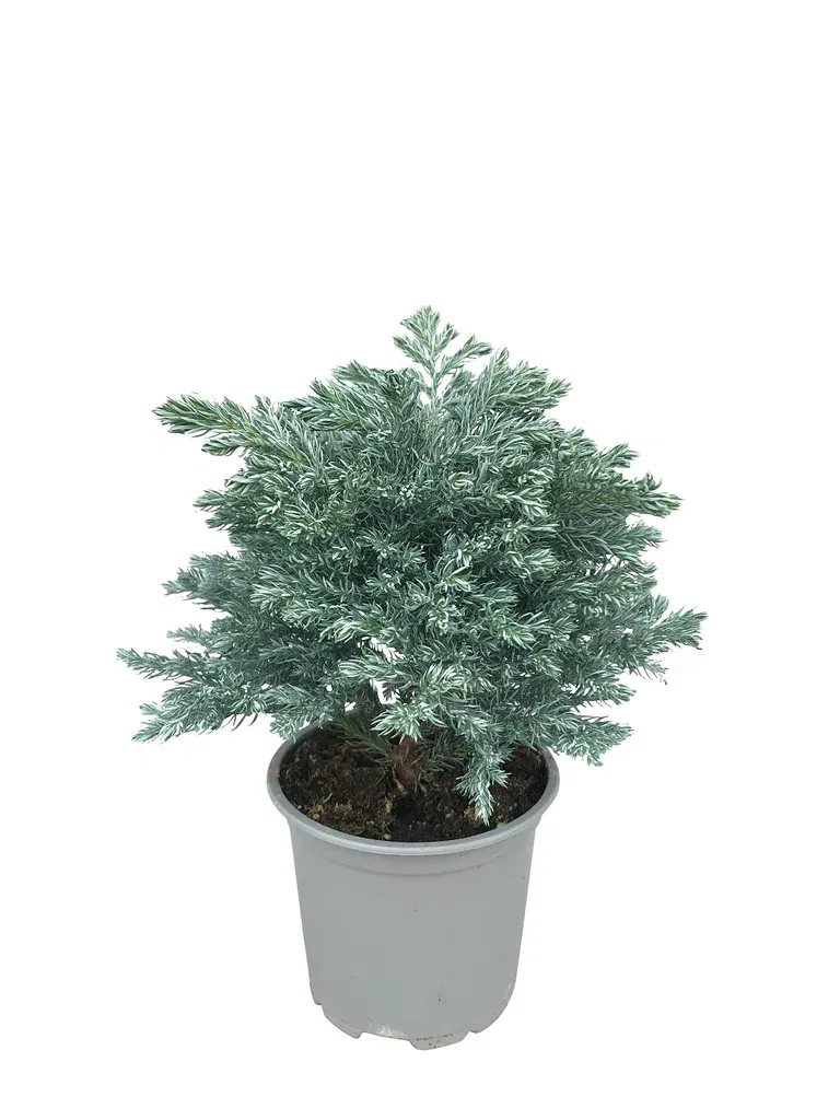 Chamaecyparis 'Sky Blue' 11 cm