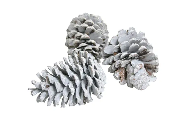 Pinecone Maritima 10-12 3pc white