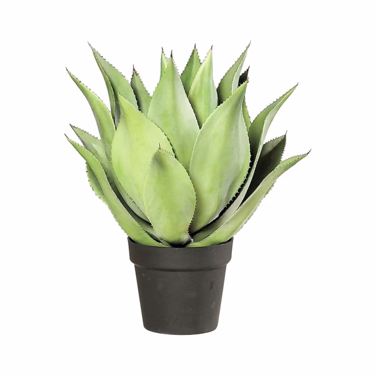 Agave in pot H54 green