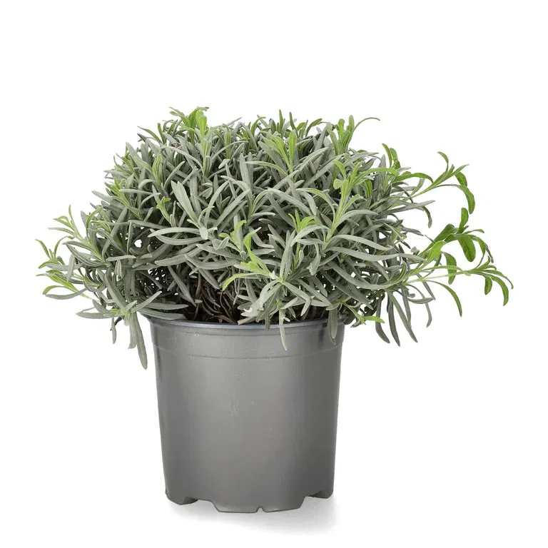 Lavandula officinalis 14 cm