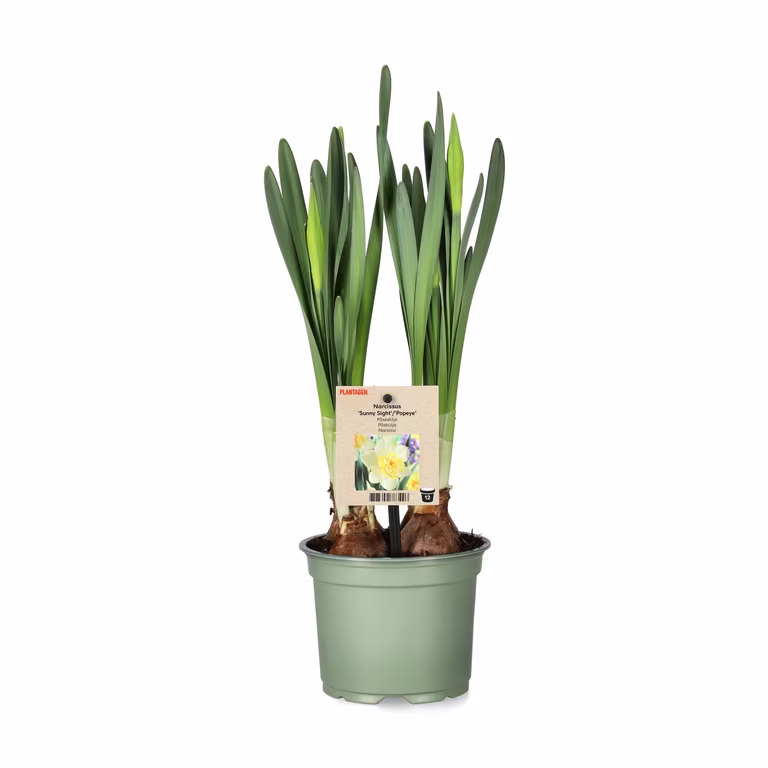 Narcissus 'Sunny Light' 12 cm