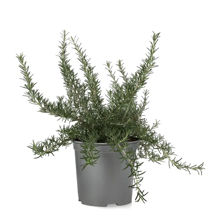 Rosmarinus prostratus 19 cm