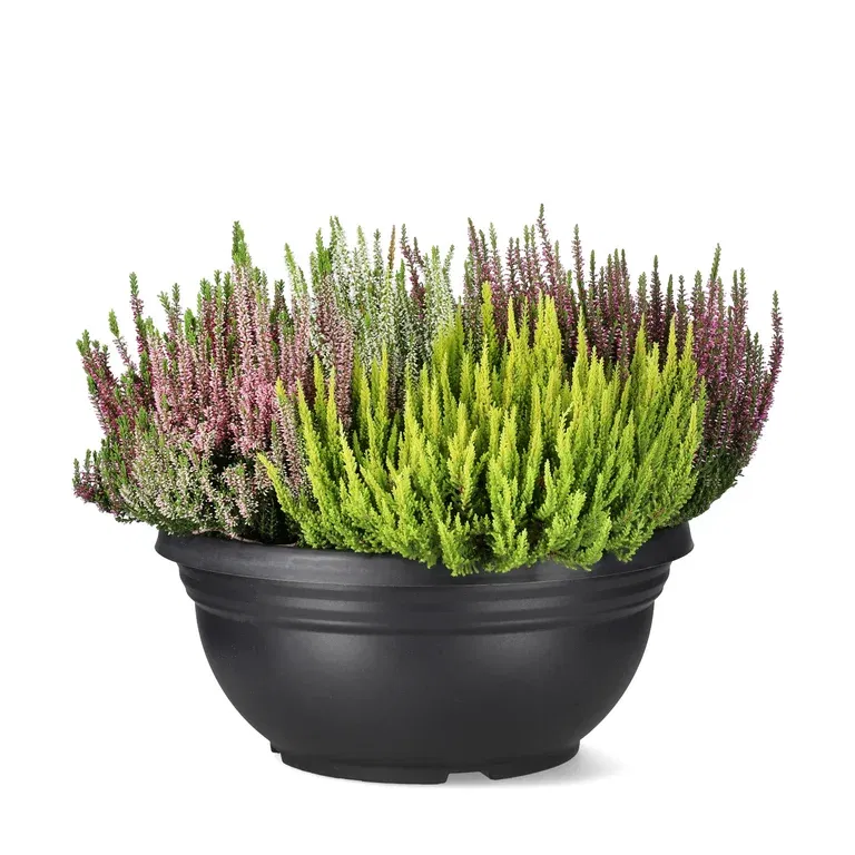 Calluna 'Mosaica' 45 cm