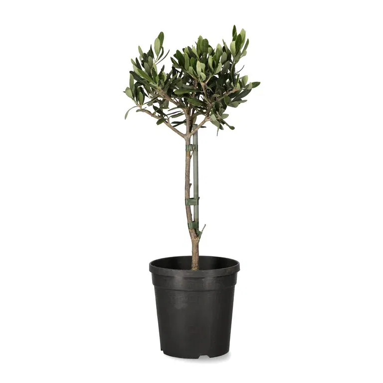 Olea europaea stem 14 cm
