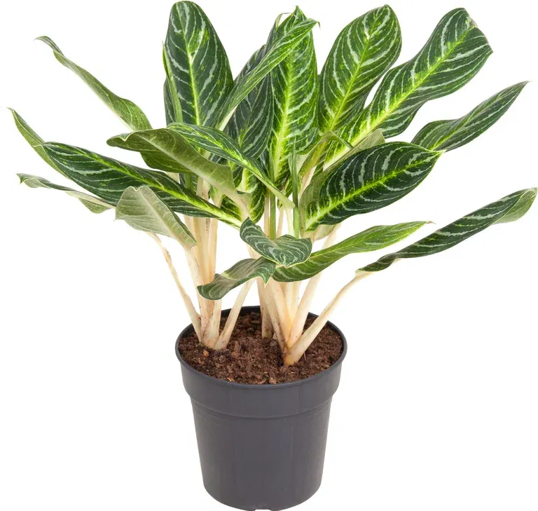 Aglaonema 'Key Lime'