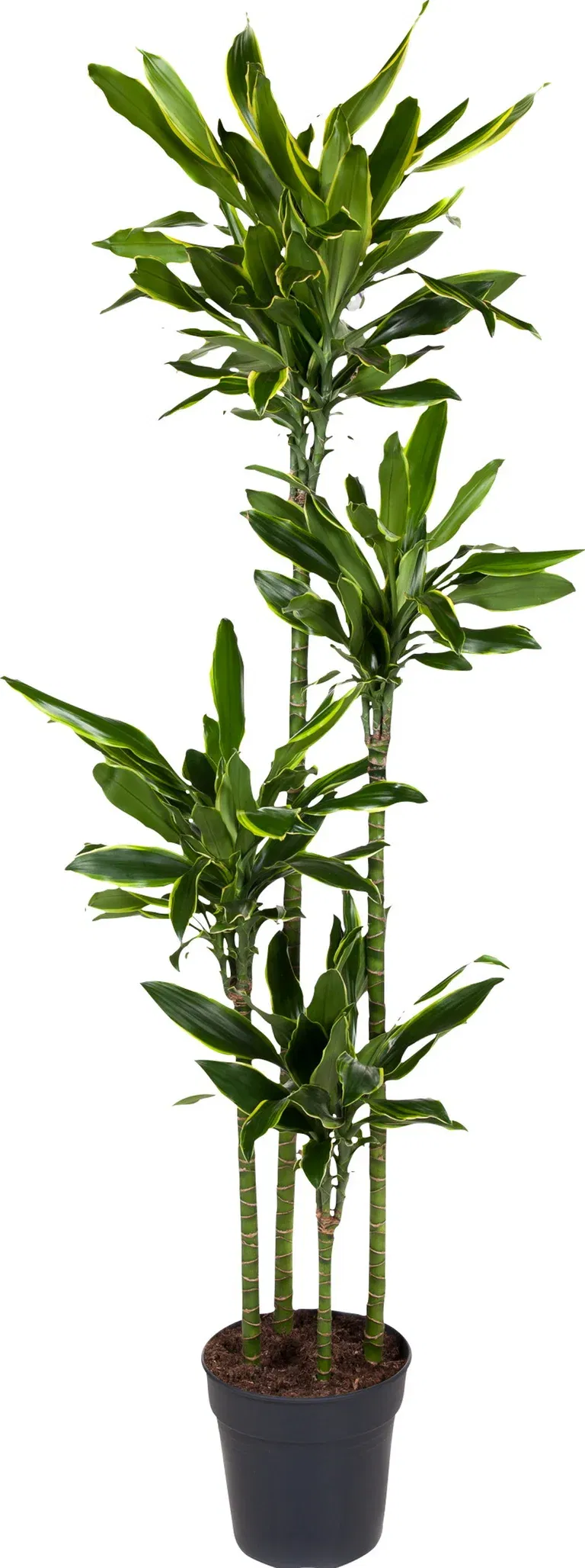 Dracaena fragrans
