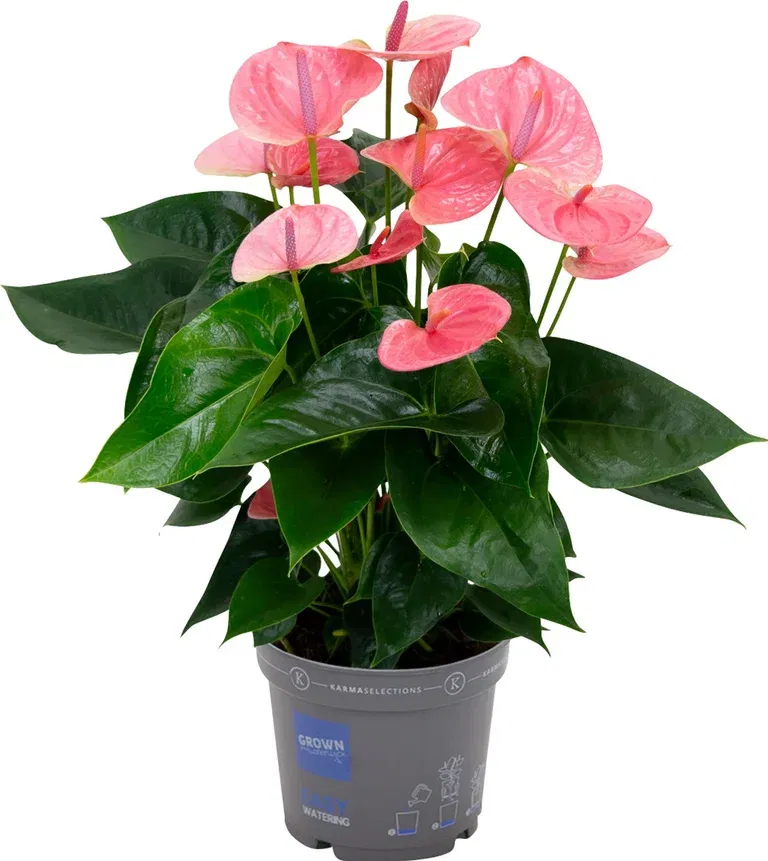 Anthurium andreanum