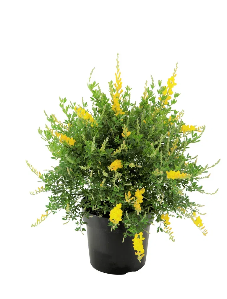 Genista 17 cm