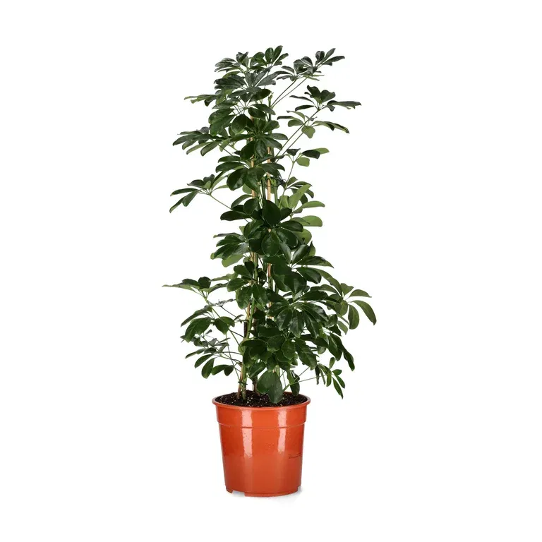 Schefflera arboricola 'Compacta' 27 cm